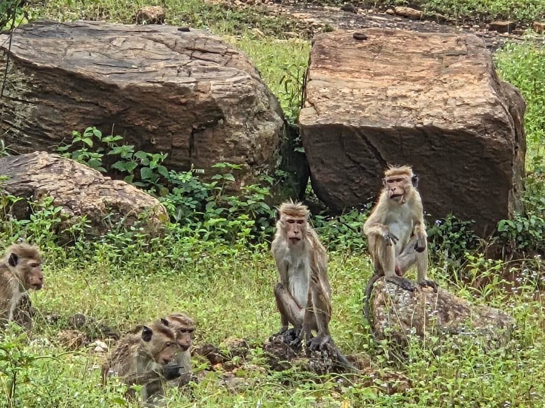 Subara Travels Sri Lanka-Radawana必去景点