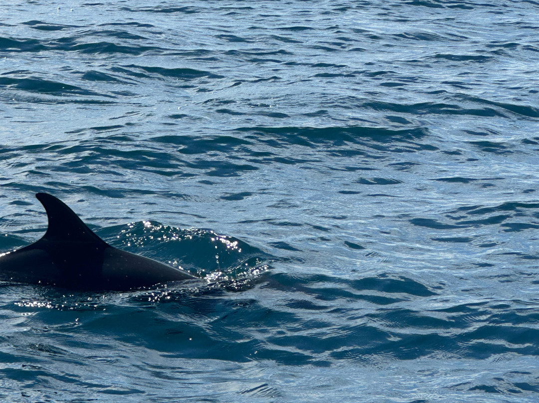 Shooting Star Studio-帕沃尼斯必去景点