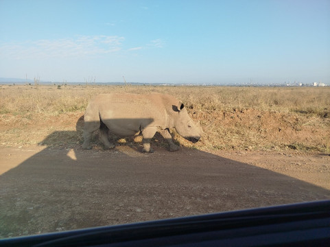 Lassic Africa Tours-内罗毕必去景点