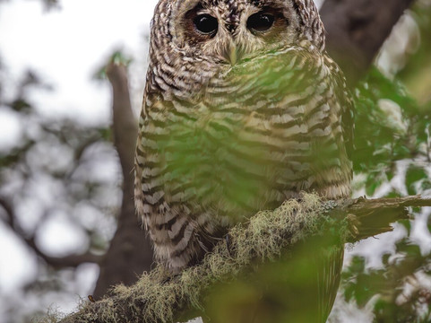 Wild Frames Chile-纳塔莱斯港必去景点