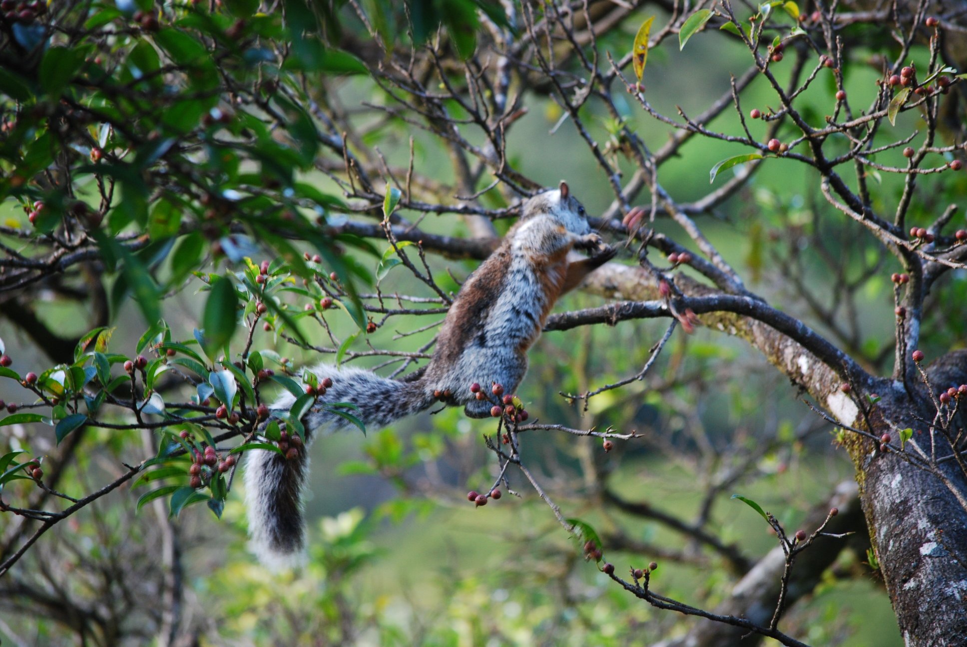 Hotel Heliconia-官方