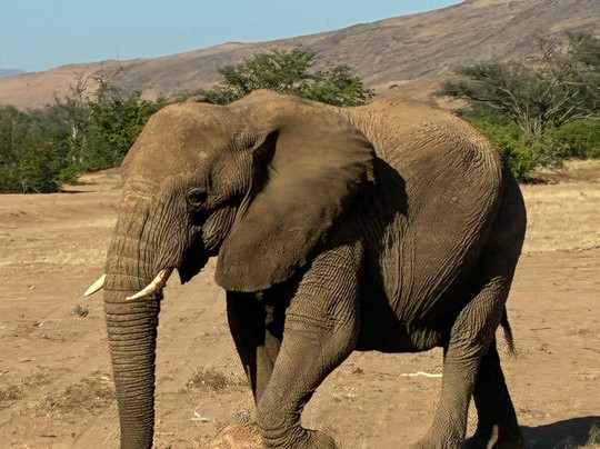 Twyfelfontein Elephant Drives-Palmwag必去景点