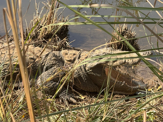 Khem Villas Ranthambore主图