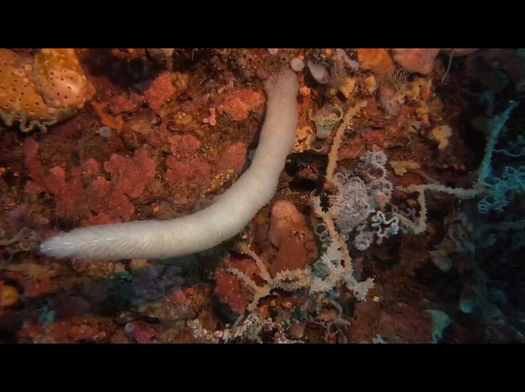Miguel's Diving Gorontalo-哥伦打洛必去景点