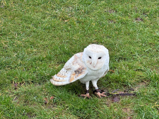 The Hawking Centre-Boughton Lees必去景点
