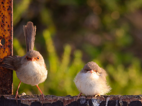 The Western Treatment Plant-韦里比必去景点