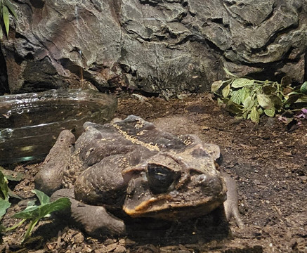 Alligator Alley Adventures-威斯康星峡谷必去景点