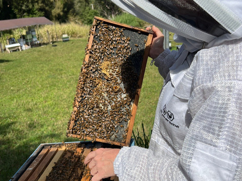 Bird And Bee Hawaii-霍诺卡阿必去景点