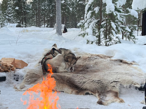 Taigausko Husky Experience-伊纳里必去景点