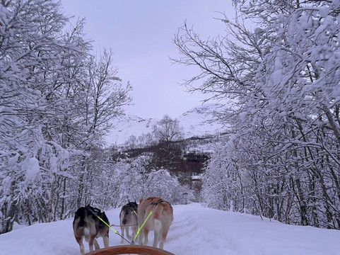 Husky Isogaisa-Gratangen Municipality必去景点
