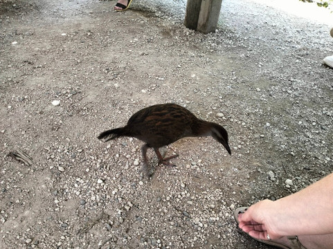 Awakeri Rail Adventures-法卡塔尼必去景点