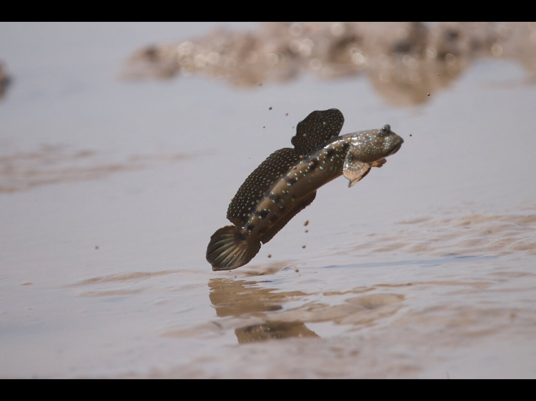 Kampot Dolphin Ecotours | កំពតដូលហ្វីនអេកូធួរ-贡布必去景点