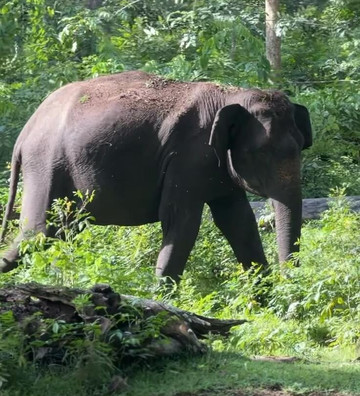 Jembawan Spa - Balinese Massage in Ubud-武吉拉旺必去景点