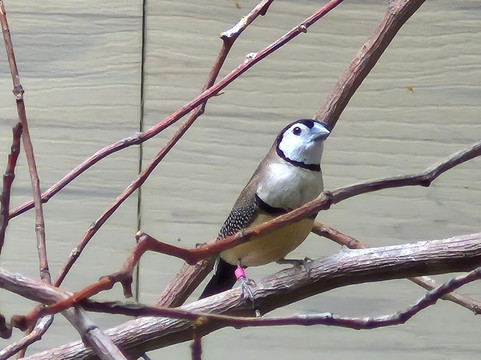 国家鸟类公园-匹兹堡必去景点