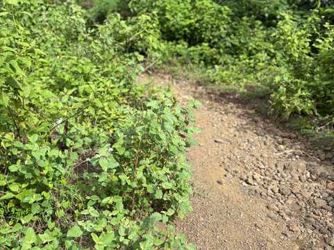 Bias Tugel Beach-曼吉斯必去景点