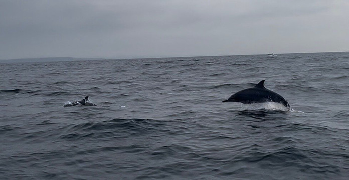 Whale Watching With Wimal-美蕊沙必去景点
