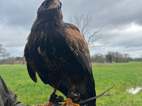 Dublin Falconry-Castleknock必去景点