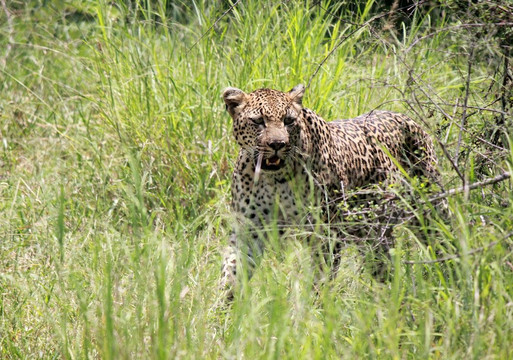 Kurt Safari-克鲁格国家公园必去景点
