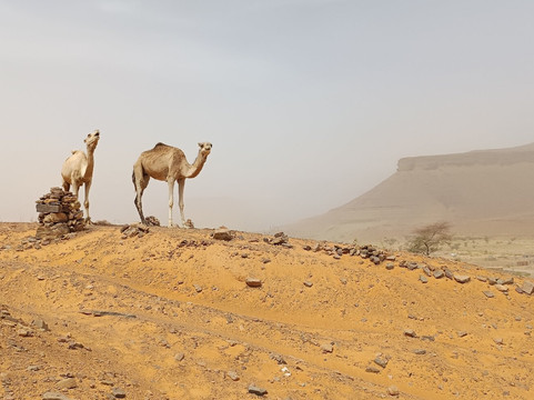 Atar Voyages-Atar必去景点