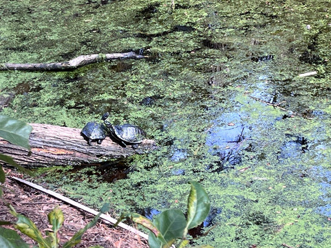 Skidaway Island State Park-萨凡纳必去景点
