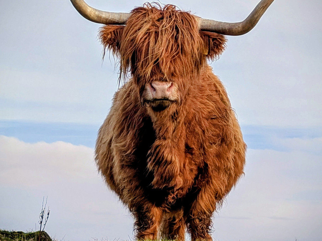 Kitchen Coos & Ewes-New Luce必去景点