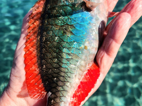 Playa Piskado/Playa Grandi-Sabana Westpunt必去景点