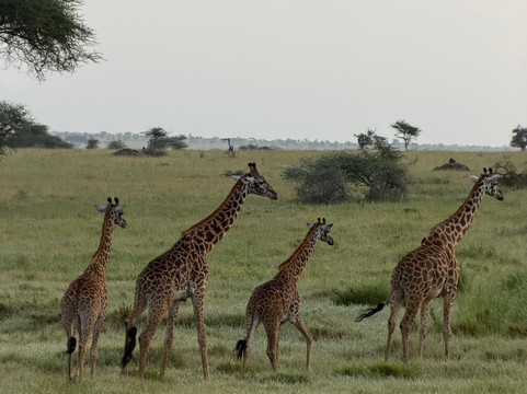 Watatu Travel-阿鲁沙必去景点