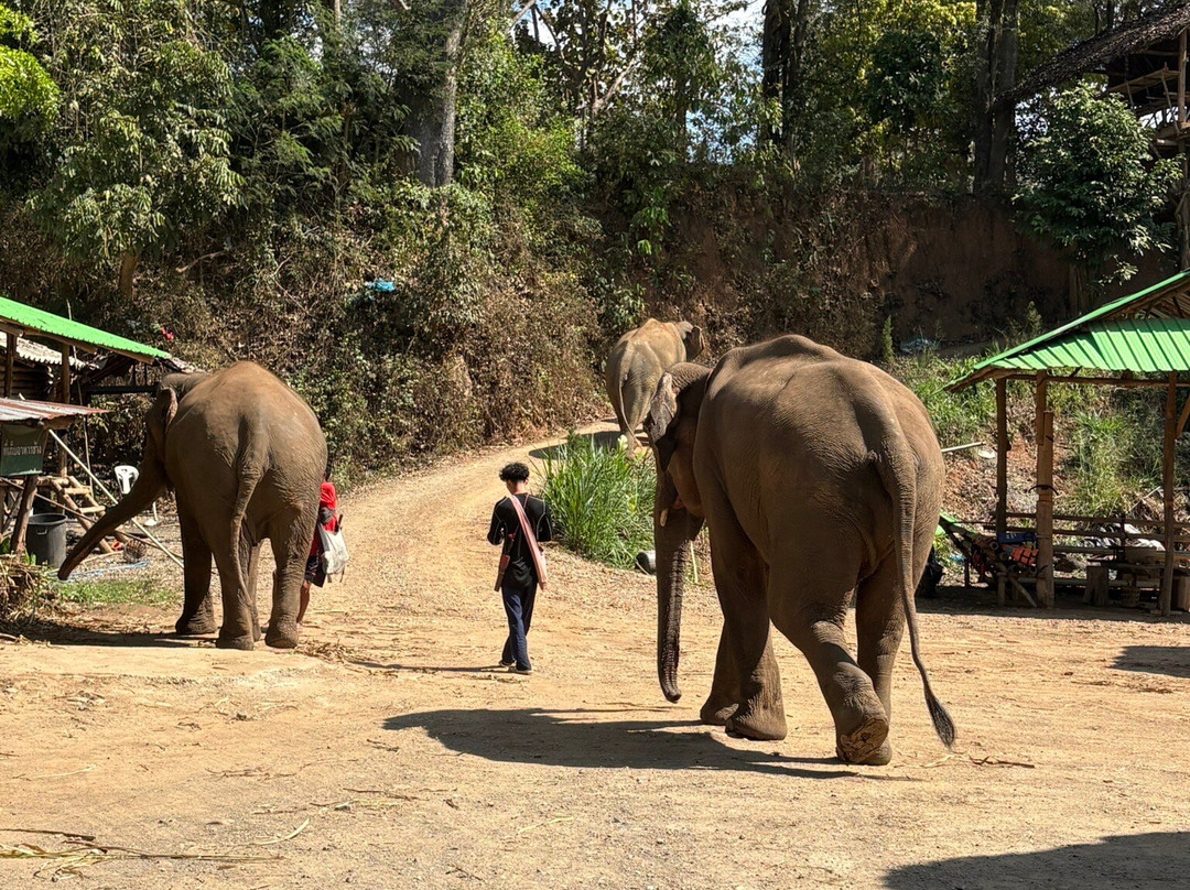 Loolu Tour - Private Day Tours-清迈必去景点
