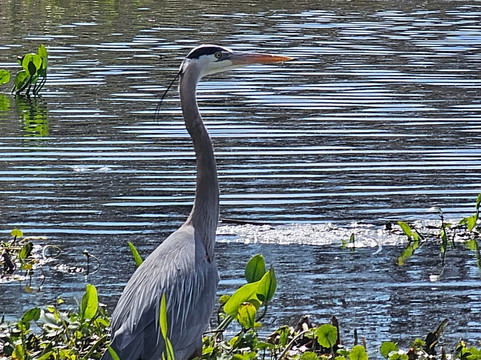 Airboat and Gator Charters-De Leon Springs必去景点
