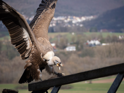 Deutsche Greifenwarte-Hassmersheim必去景点
