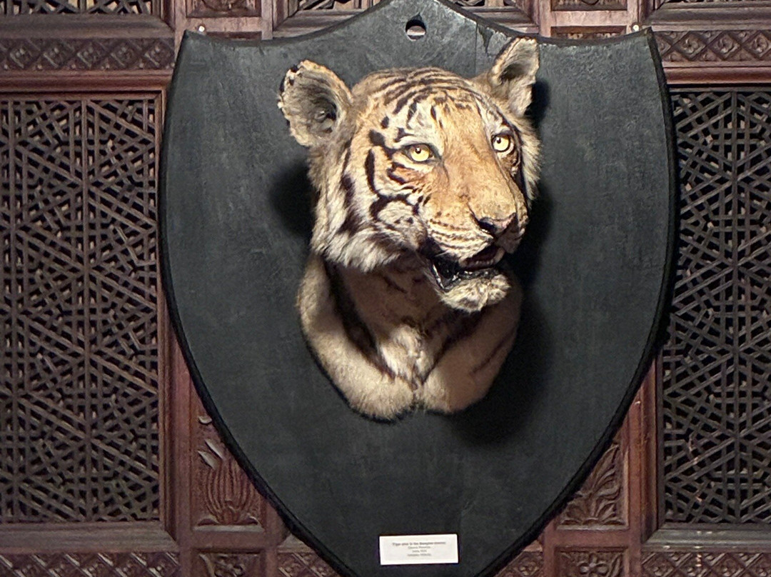 Hastings Museum and Art Gallery-海斯廷斯必去景点