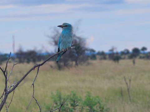 乌库图灌木旅馆主图