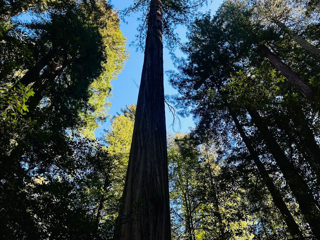Armstrong Redwood State Reserve-Guerneville必去景点