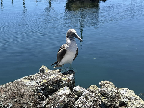 Galapagos Alternative-阿约拉港必去景点