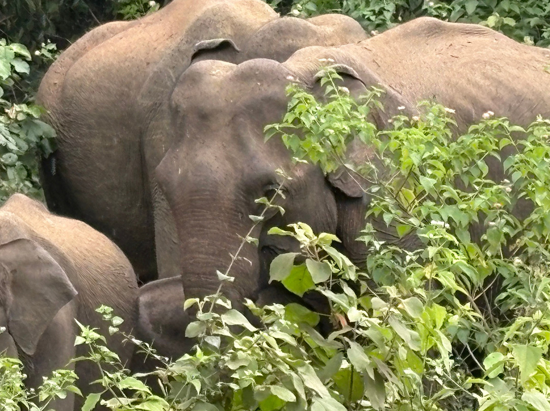 Minneriya | kawdulla Jeep safari-Minneriya必去景点