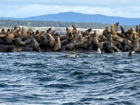Wild Waterways Adventures-Quathiaski Cove必去景点