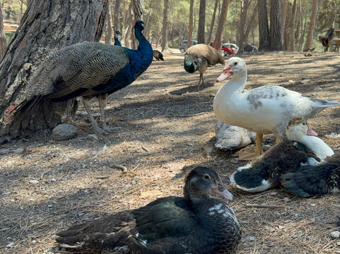 Plaka Forest-Kós必去景点