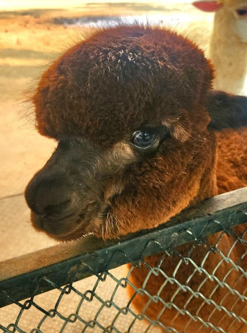 The Bonanza Exotic Zoo-北冲县必去景点