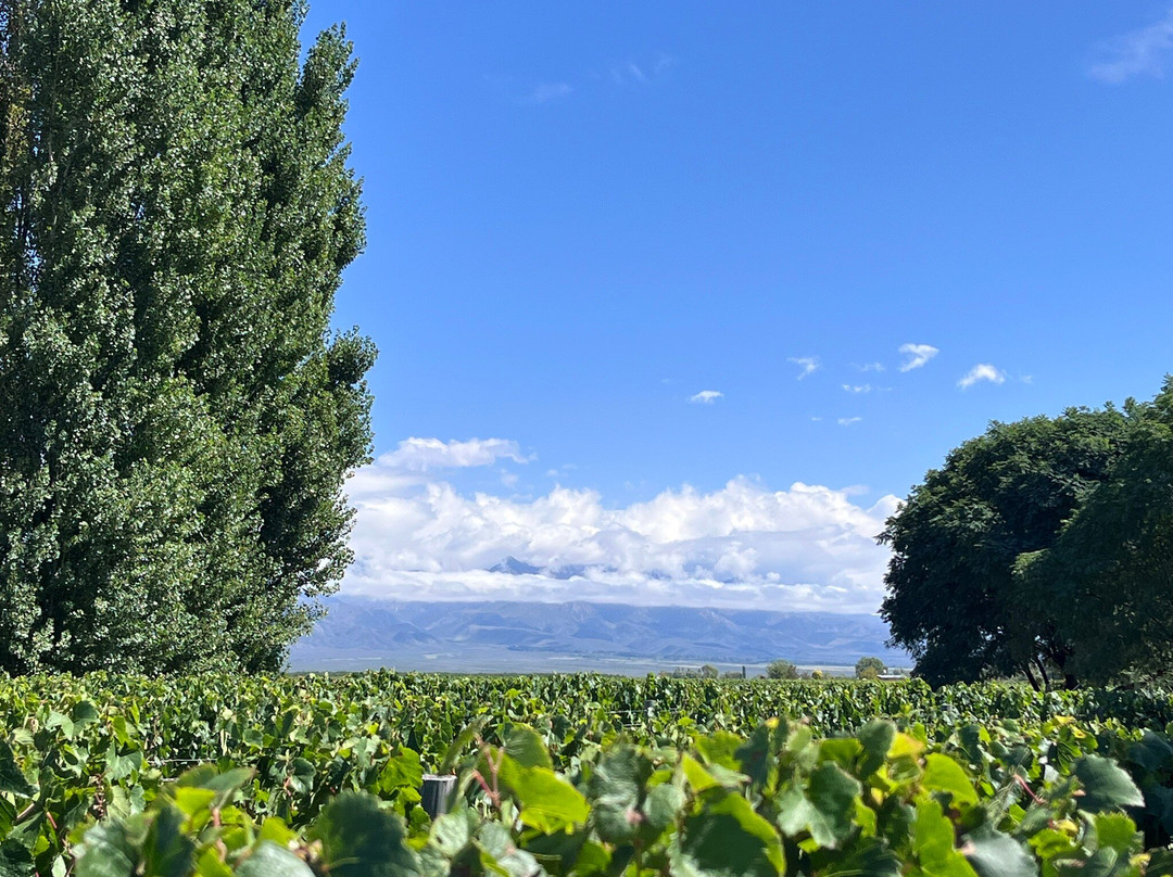 Bodega Zuccardi Valle de Uco-La Consulta必去景点