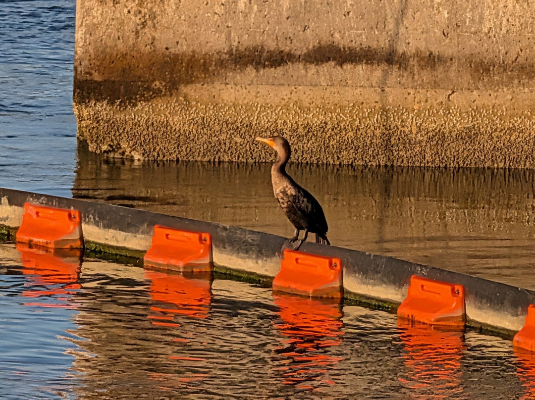 Cape Cod Canal-Buzzards Bay必去景点