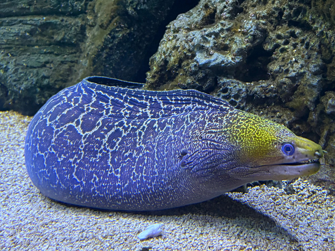 Odysseo Oceanarium Mauritius-路易士港必去景点