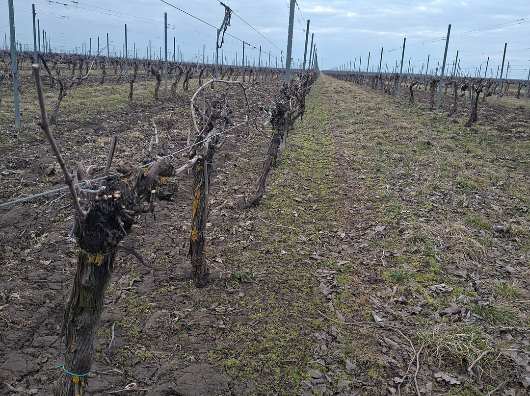 Home Restaurant Cobza