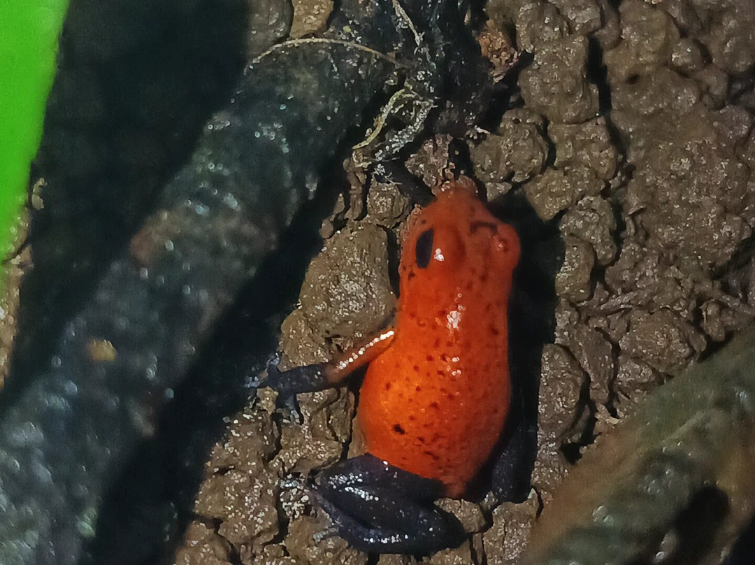 Pierella Ecological Garden-Horquetas必去景点