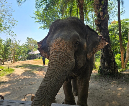 Phuket Elephant Nature Reserve-他朗必去景点