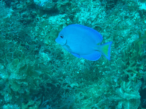 Kariba Plongee-圣吕斯必去景点