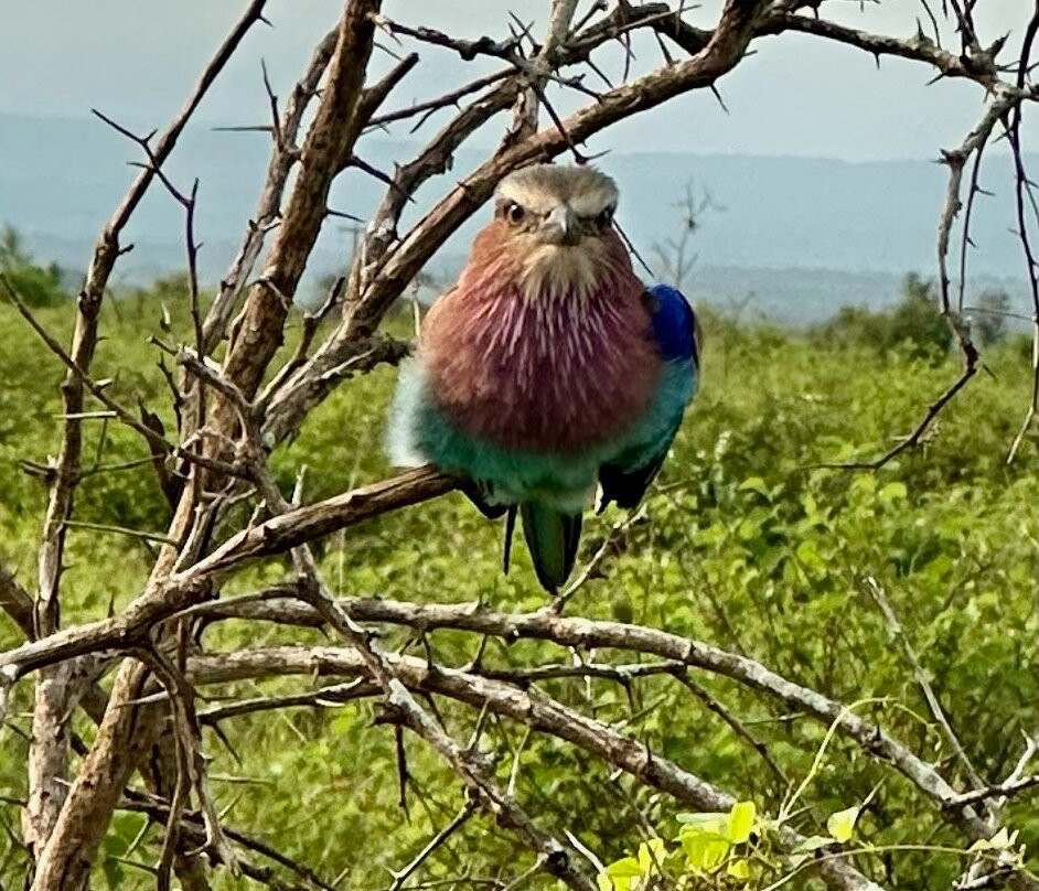 Southern Kruger Safaris-玛洛斯帕克必去景点