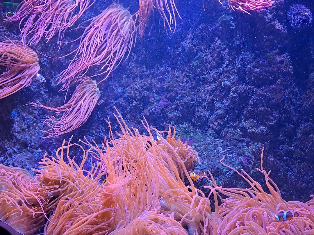 Sea Life Scarborough-斯卡伯勒必去景点