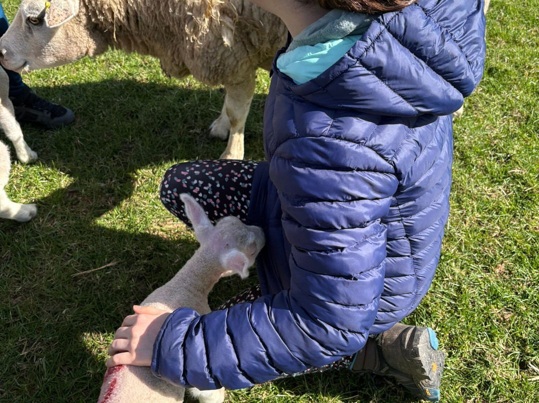 Somerset Sheep Trekking-Pitminster必去景点