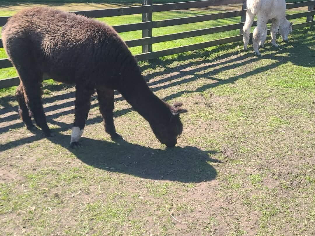 Elsham Hall Gardens and Country Park-Brigg必去景点