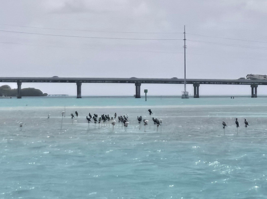 Transparensea by Glass Bottom Boats of Islamorada-伊斯拉摩拉达必去景点